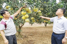 Nâng cao hiệu quả từ cây bưởi