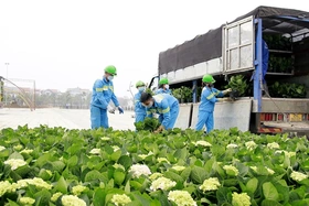 Chỉnh trang thành phố sạch, đẹp đón đồng bào về Giỗ Tổ