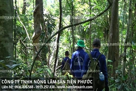 Nấm lim xanh có tác dụng gì với bệnh lý và sức khỏe?