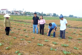 Đẩy nhanh tiến độ gieo trồng và chăm sóc cây vụ đông