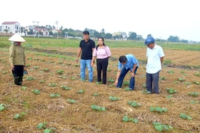 Đẩy nhanh tiến độ gieo trồng và chăm sóc cây vụ đông