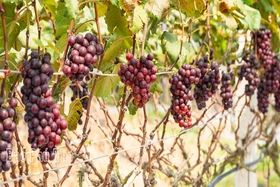 Lam Thao vineyard – Attracting visitors in Phu Tho