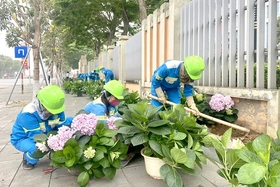 Trồng hơn 1.000 chậu hoa hồng tú cầu dịp Lễ hội Đền Hùng