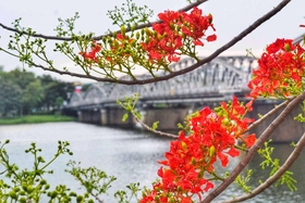 Mỗi mùa hoa đỏ về