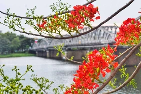 Mỗi mùa hoa đỏ về