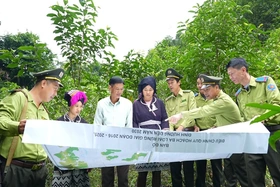 Hiệu quả chính sách giao đất, giao rừng