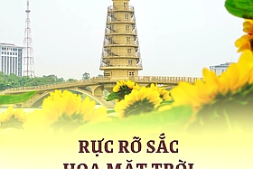 Rực rỡ sắc hoa mặt trời
