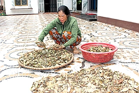 Nâng cao giá trị sản phẩm OCOP