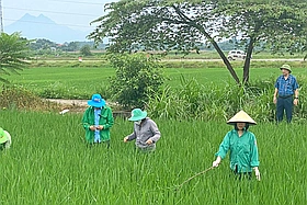 Chủ động phòng, trừ sinh vật gây hại trên lúa Mùa
