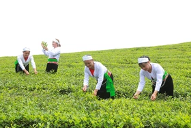 “Đất lạ hóa quê hương”