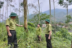 Quản lý rừng bền vững