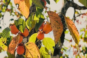 Dịu dàng mùa thu