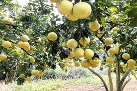 Mùa vàng đất Bưởi