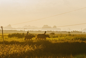Chiều hè êm ả