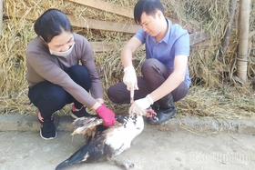 Phú Thọ chỉ đạo quyết liệt phòng, chống bệnh cúm gia cầm