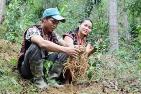Đà Nẵng nhân rộng mô hình sinh kế hướng đến lâm nghiệp bền vững