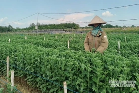 Rải vụ trồng hoa cúc, giảm áp lực tiêu thụ, tăng thu nhập