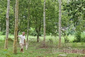 Trăn trở giữ “cây lộc” Mường Be