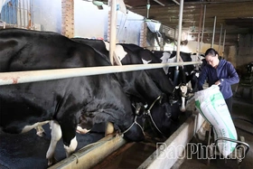 Nâng cao chất lượng tín dụng, đảm bảo kinh doanh an toàn, hiệu quả