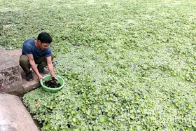 Hiền Lương: Hiệu quả từ chuyển đổi cơ cấu cây trồng, vật nuôi