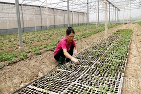 Nông dân xã Hội Thịnh thi đua sản xuất, phát triển kinh tế