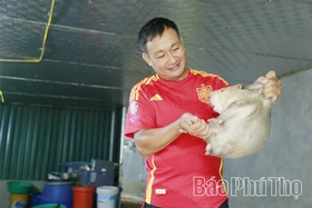 Chuột núi “hạ sơn”