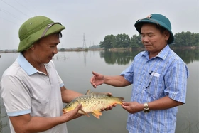 Độc đáo mô hình cá khách ở Quốc Oai