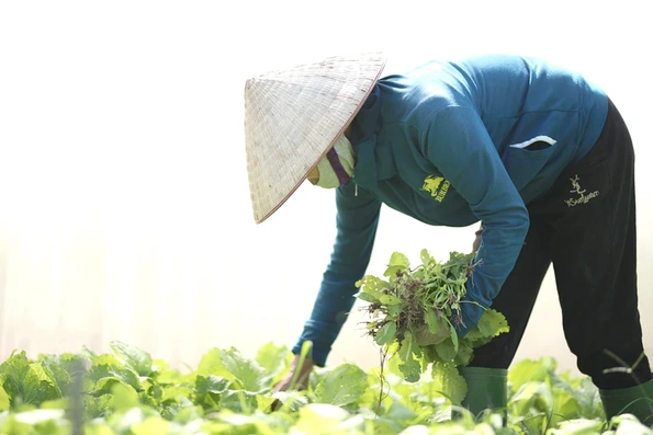 Phát triển rau màu theo hướng hàng hóa
