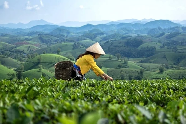 Sản lượng chè búp tươi toàn tỉnh đạt gần 179.000 tấn/năm