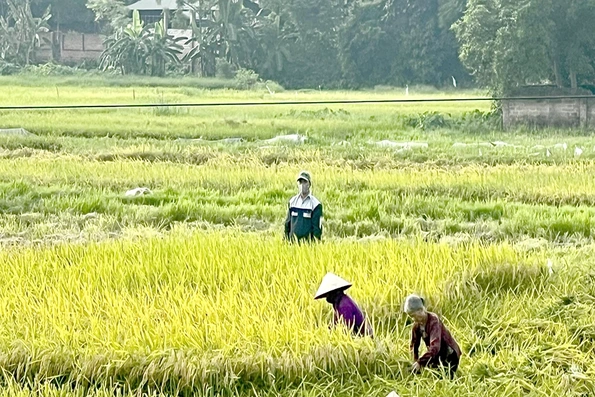 Tập trung sản xuất vụ Mùa đúng khung thời vụ
