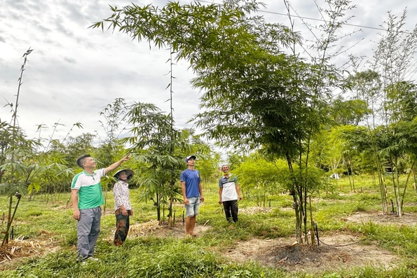 Xây dựng chuỗi giá trị xanh từ cây tre