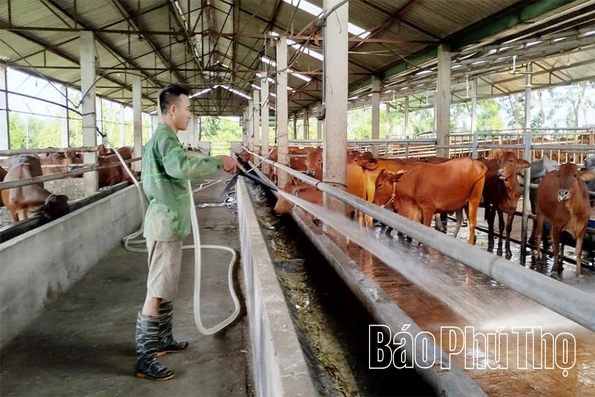 Sử dụng điện hiệu quả trong chăn nuôi