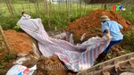 Cần xử lý nghiêm hành vi vứt xác lợn chết ra môi trường