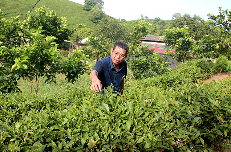 Nâng cao chất lượng nông sản, tăng thu nhập