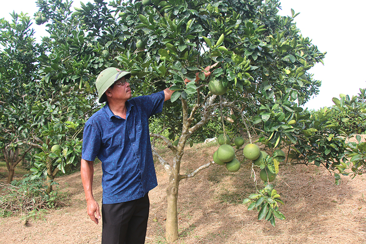 Nâng cao chất lượng nông sản, tăng thu nhập