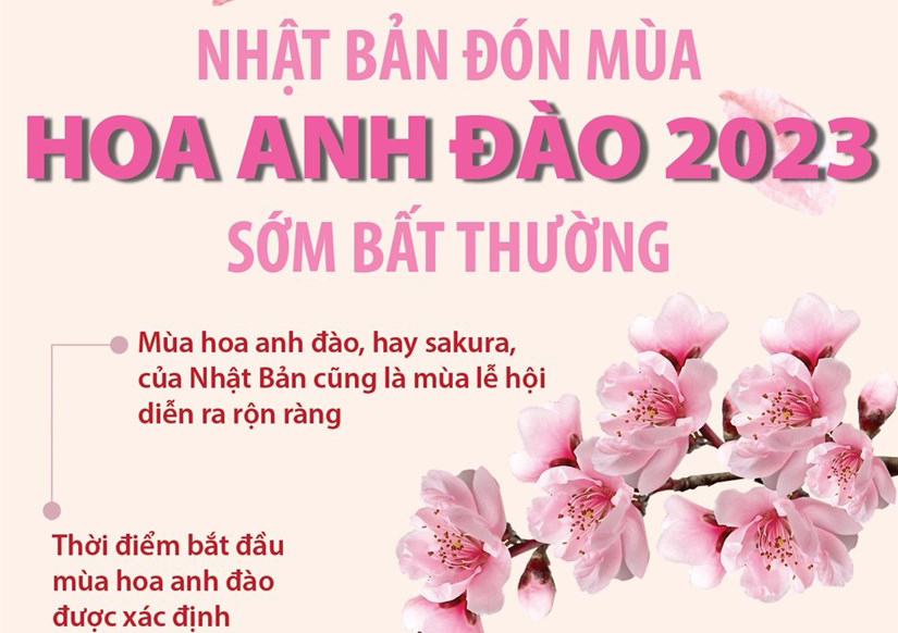 Nhật Bản đón mùa hoa anh đào 2023 sớm bất thường