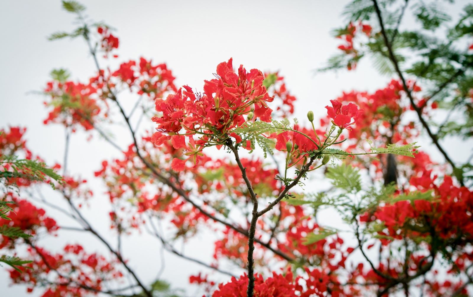 Tháng Năm - mùa hoa phượng nở