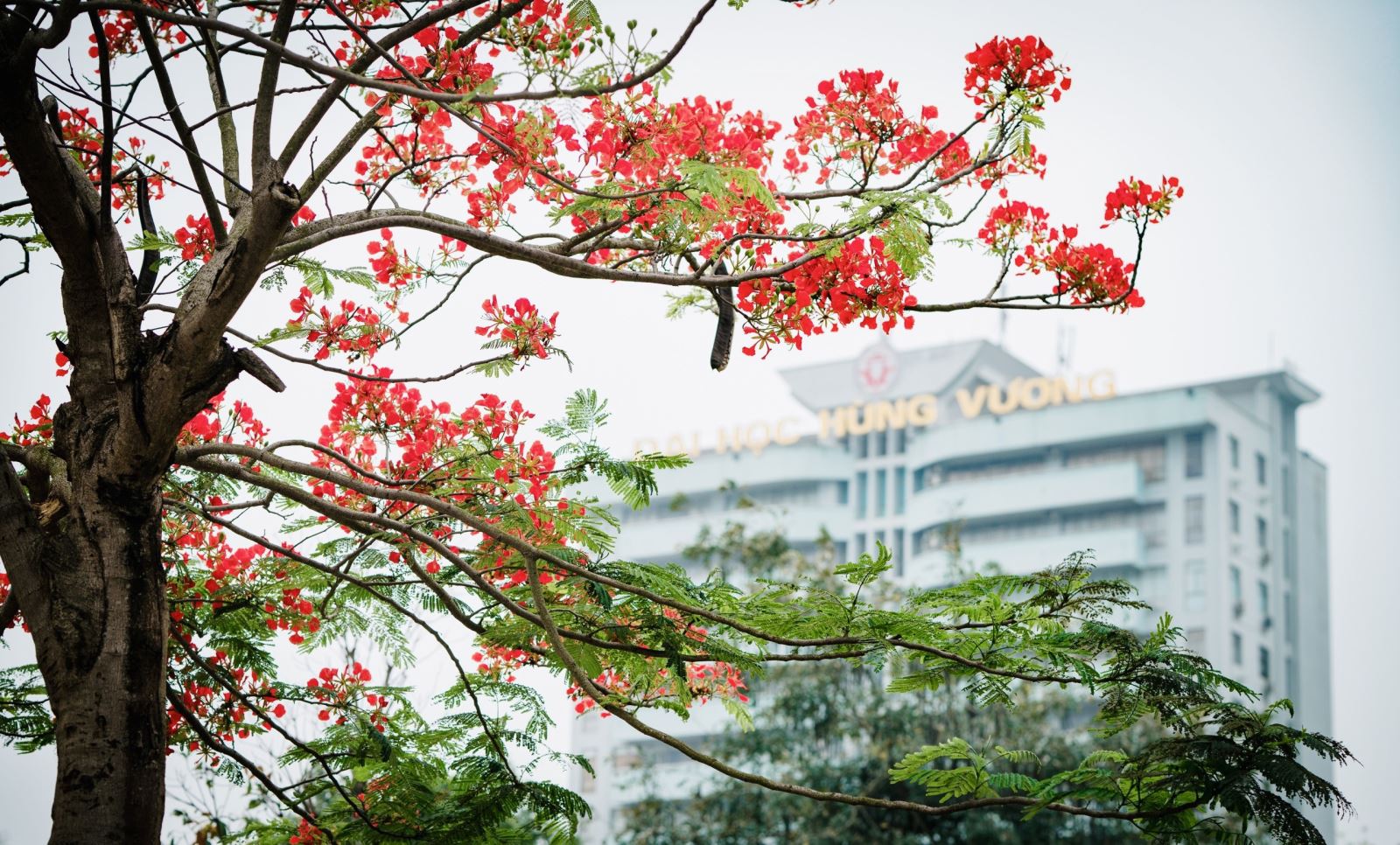 Tháng Năm - mùa hoa phượng nở