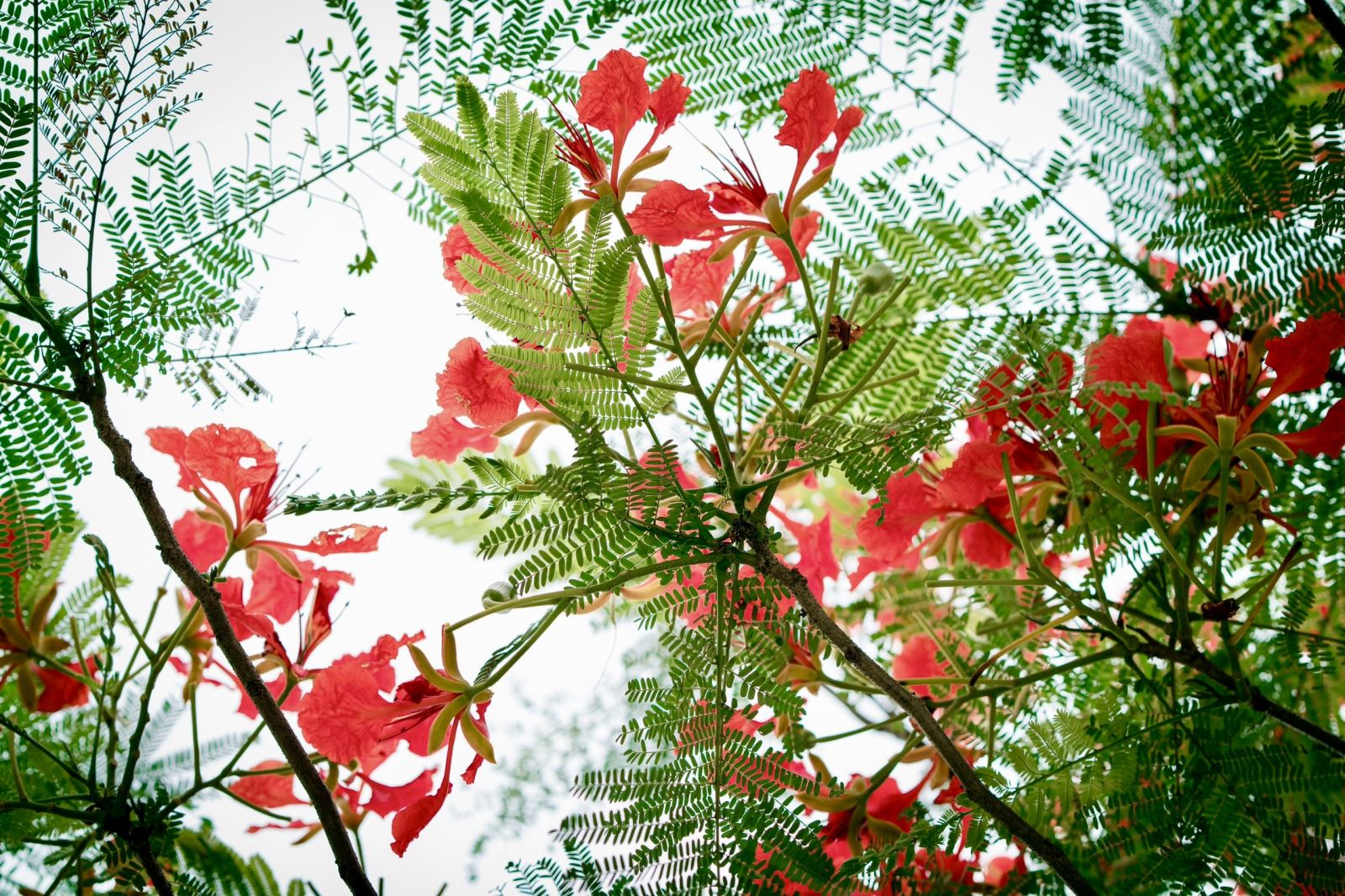 Tháng Năm - mùa hoa phượng nở