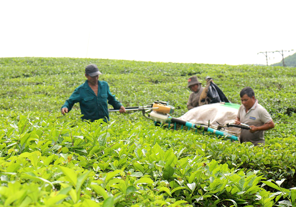 Sustainable development of Phu Tho tea brand