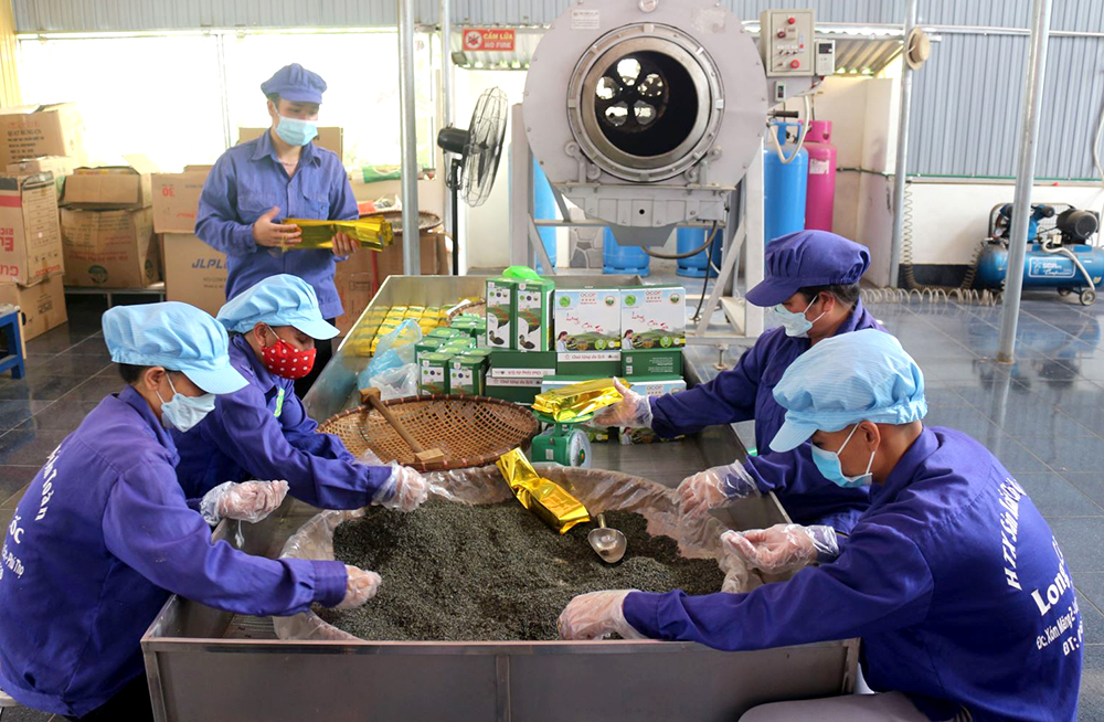 Sustainable development of Phu Tho tea brand