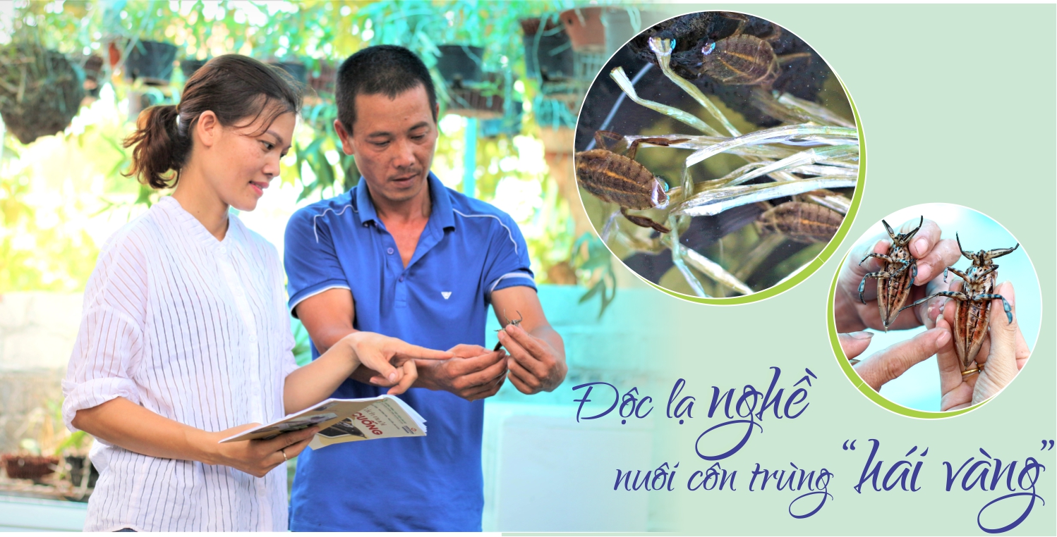 Độc lạ nghề nuôi côn trùng “hái vàng”