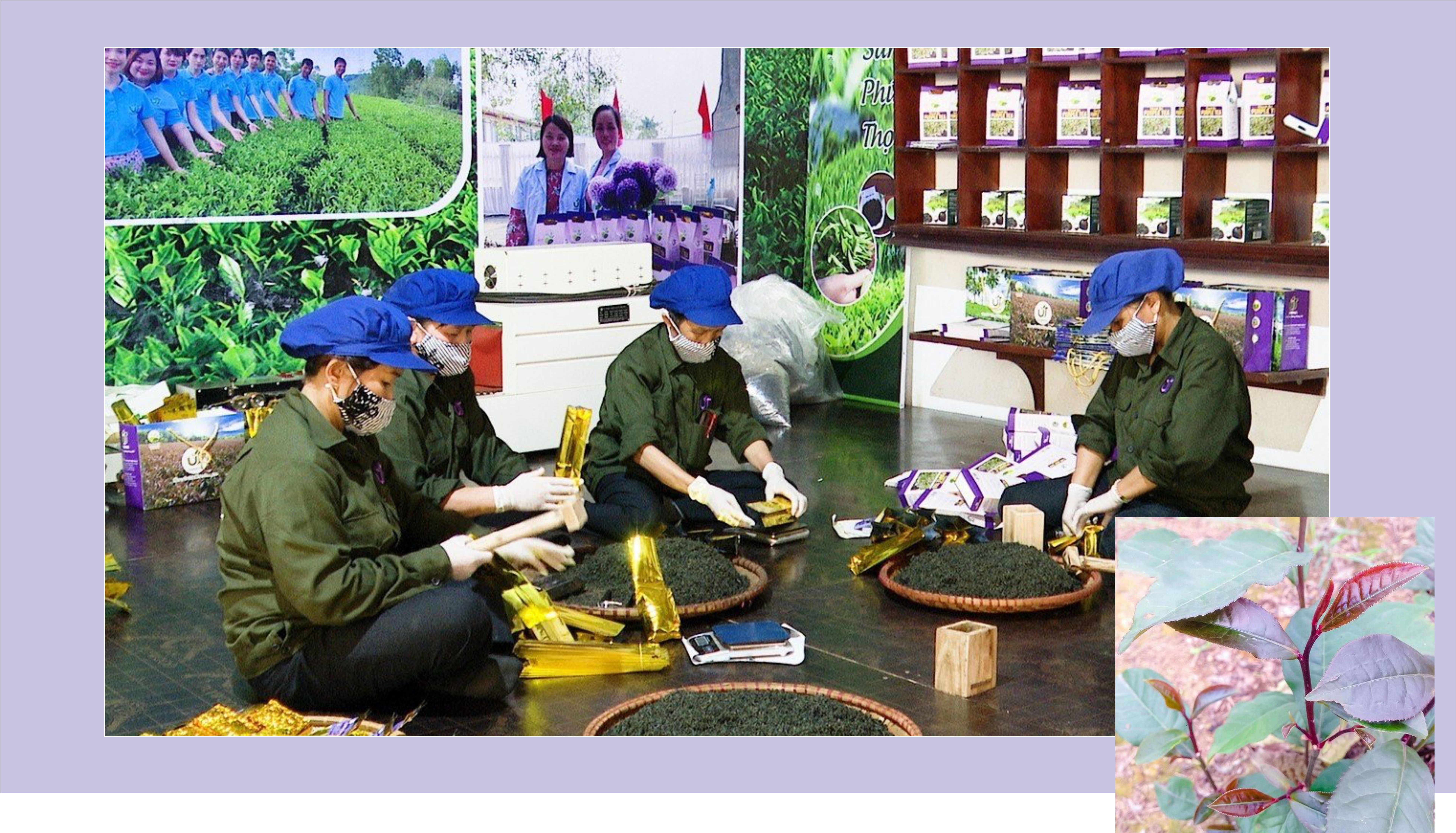 Chè búp tím Thanh Ba