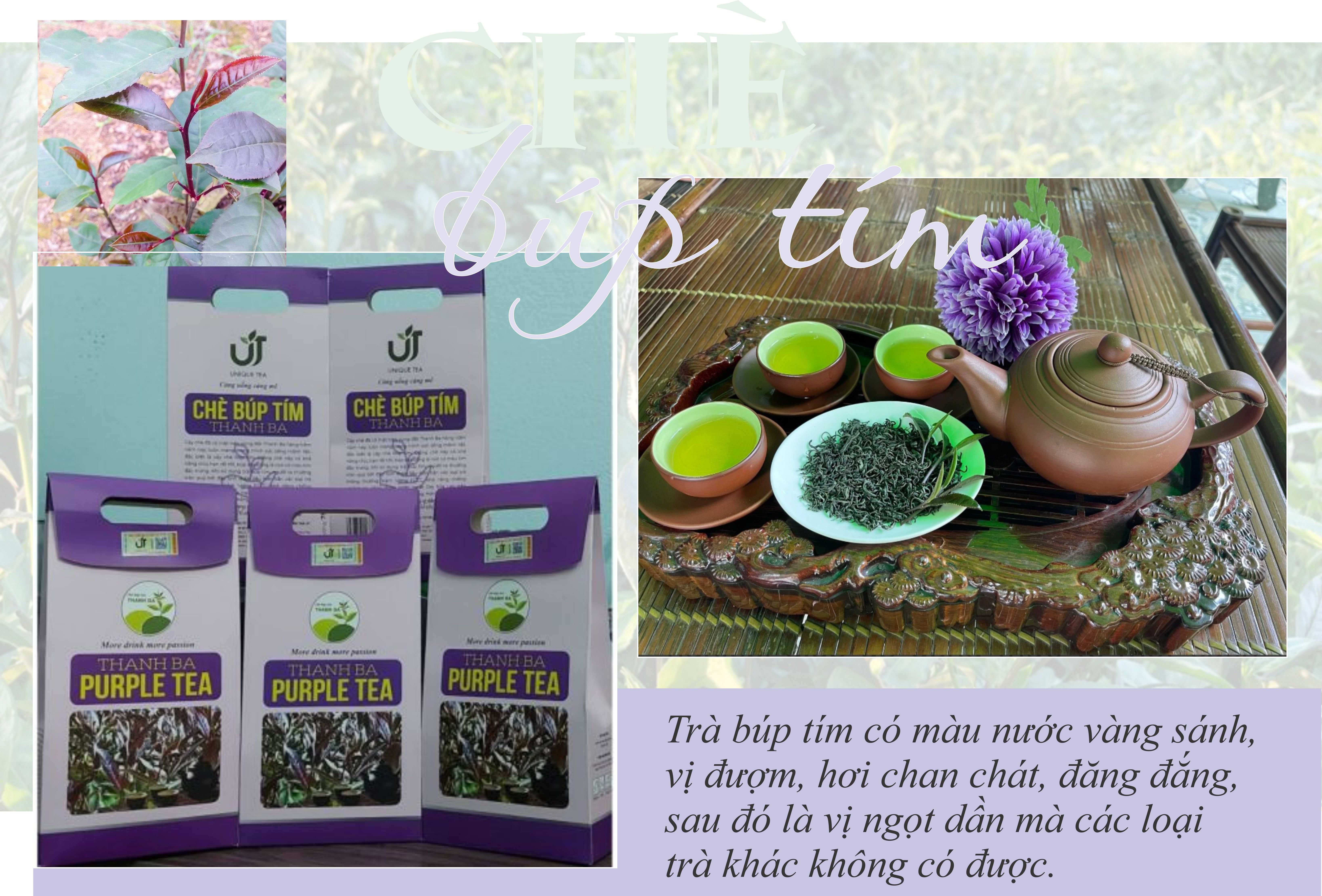 Chè búp tím Thanh Ba