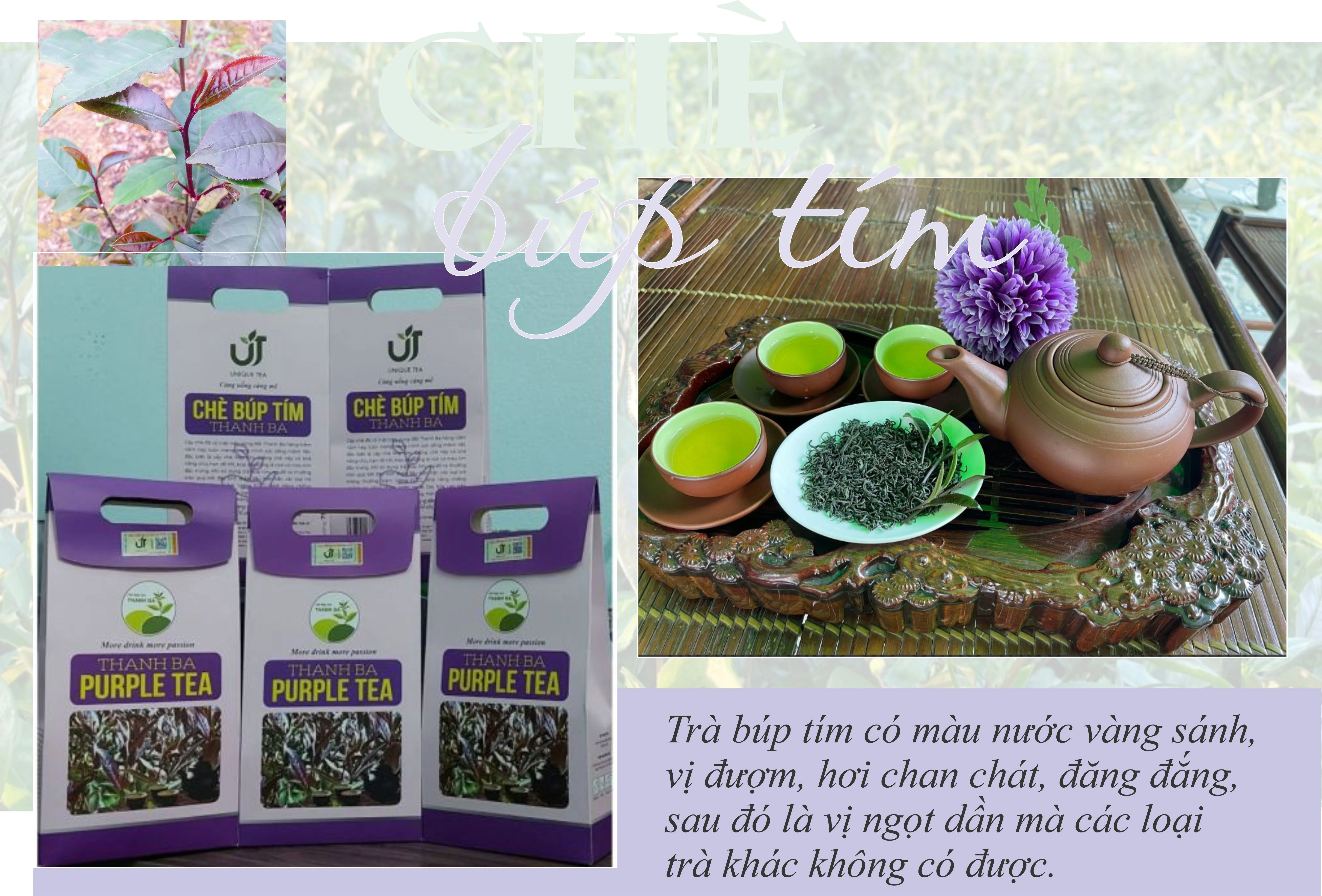 Chè búp tím Thanh Ba