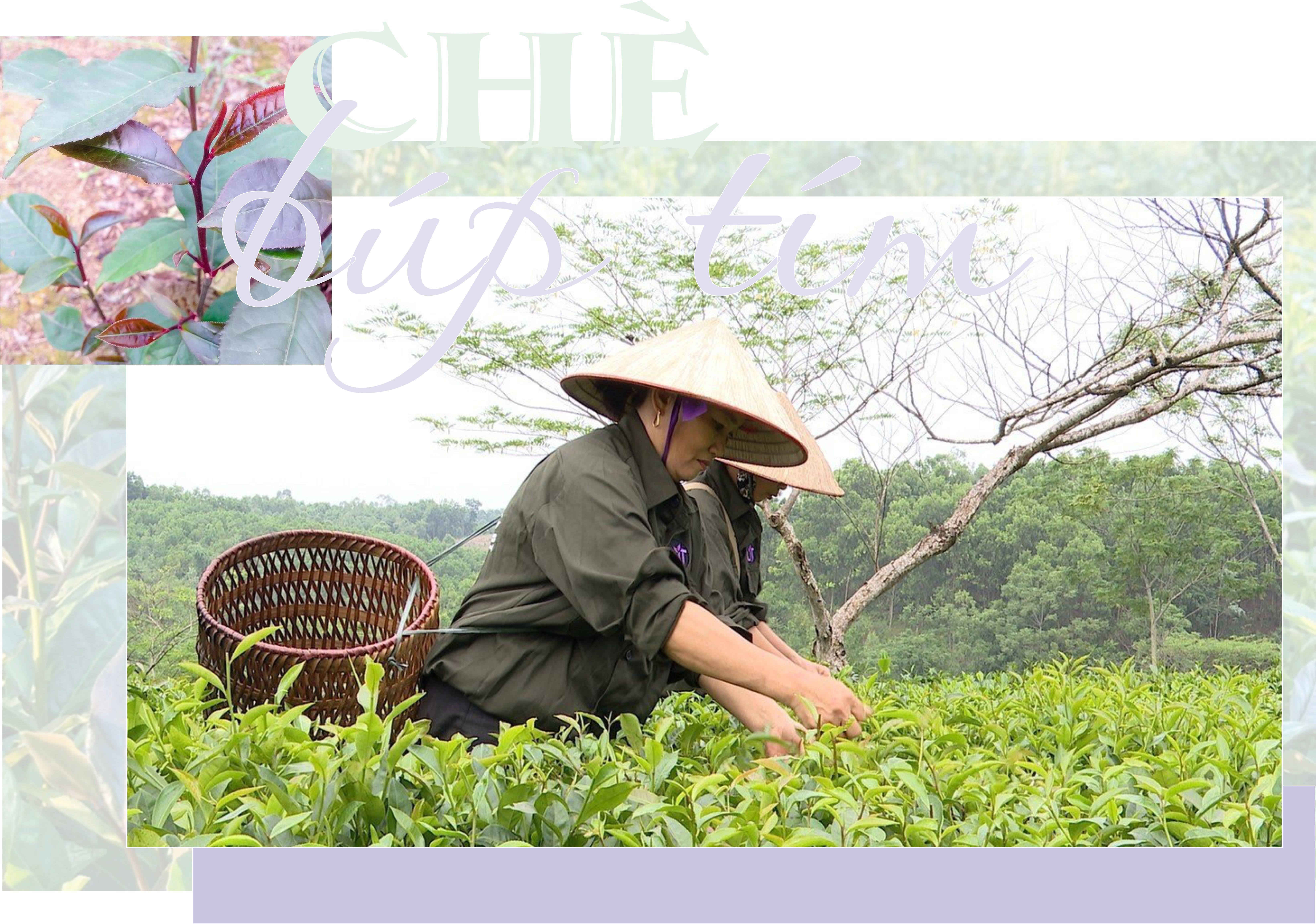 Chè búp tím Thanh Ba