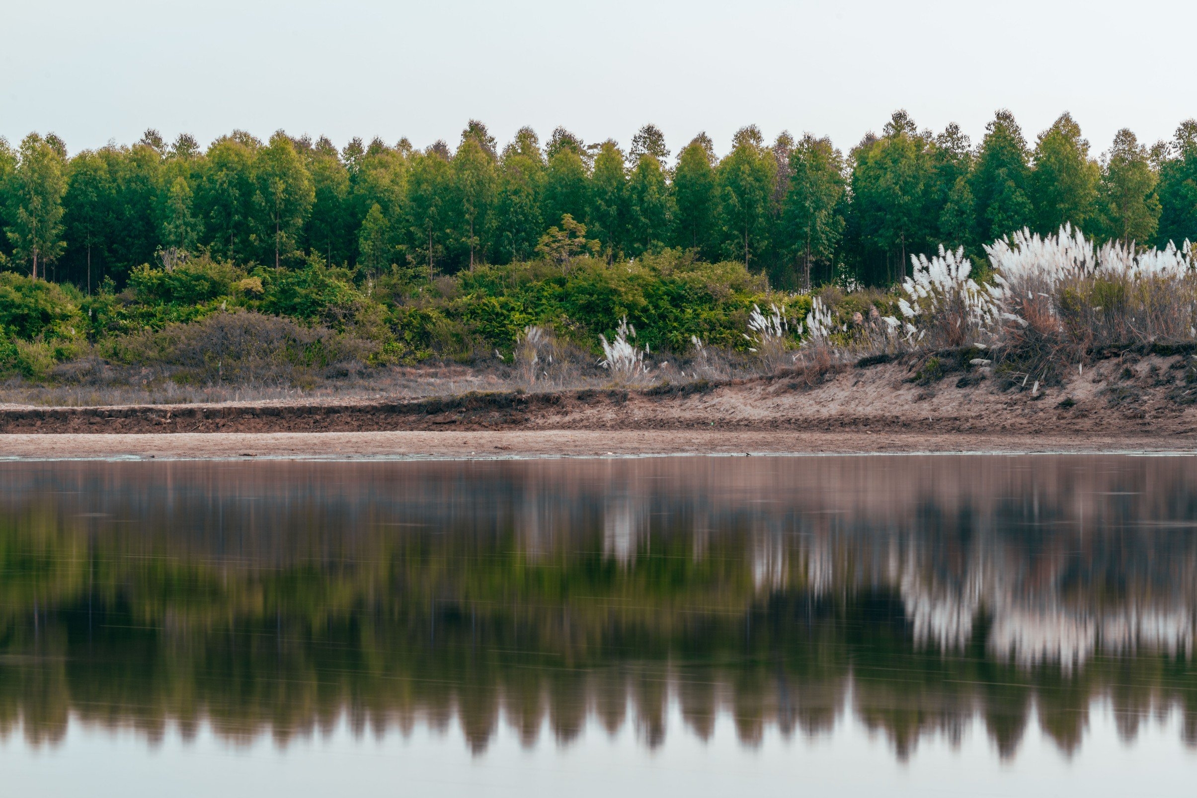 The colossal season of white reeds