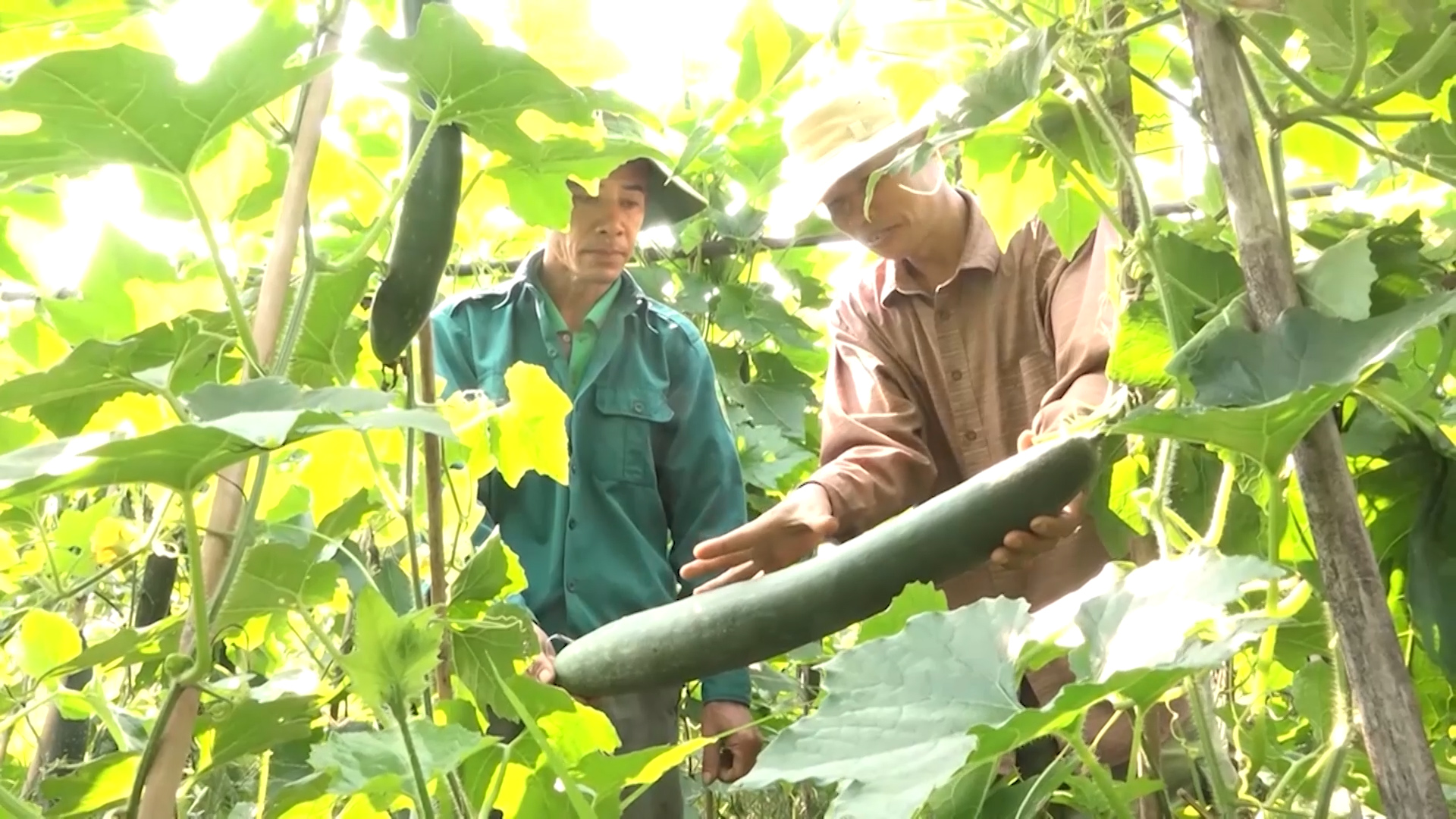 Hạ Hòa tích cực sản xuất vụ đông