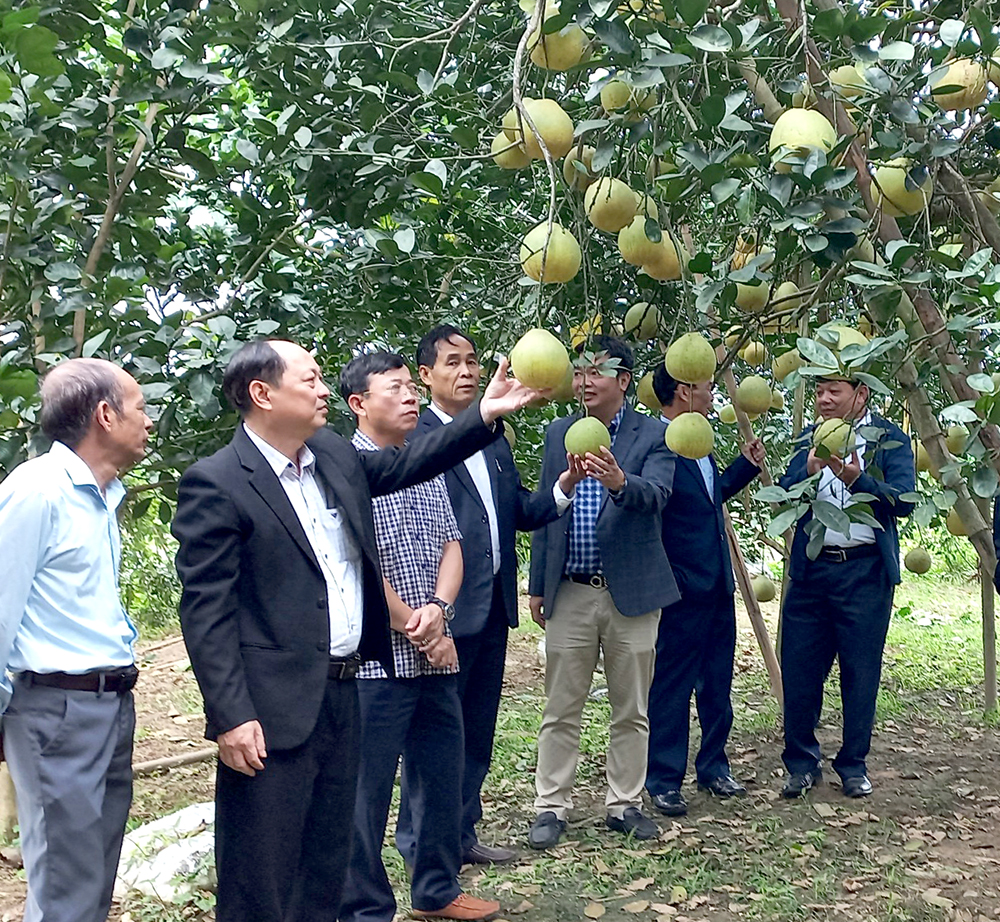 Nâng cao năng suất quả bưởi