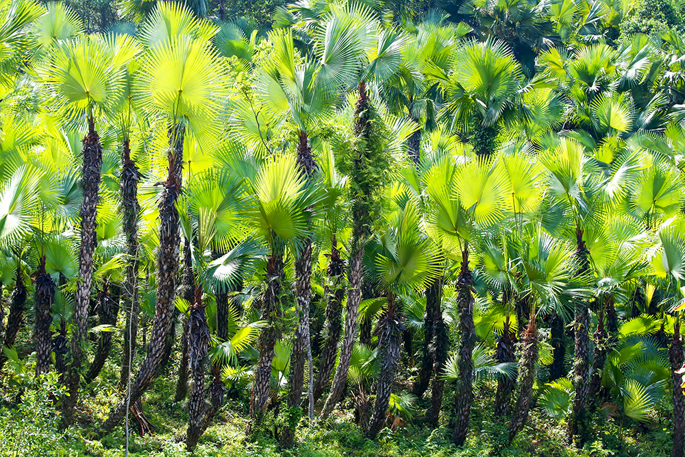 Simmered palm fruits in early winter